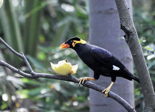 小花爆料鸟大爷视频下载,鸟大爷视频下载背后的故事