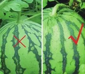 吃瓜群有哪些,网络社交的趣味与争议