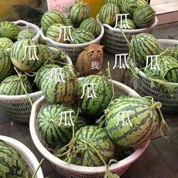 吃瓜的娱乐号,吃瓜群众视角下的明星幕后故事