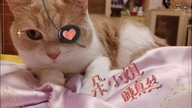 娱乐吃瓜酱可爱小鱼,可爱小鱼带你畅游娱乐圈