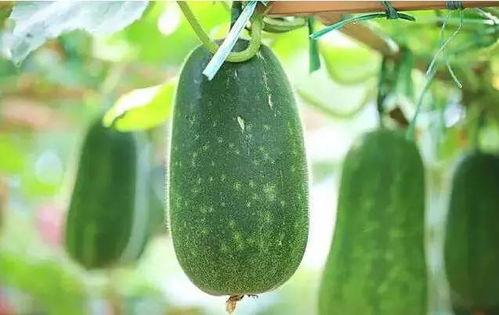 娱乐吃瓜资料来源是什么,揭秘娱乐圈吃瓜背后的信息来源