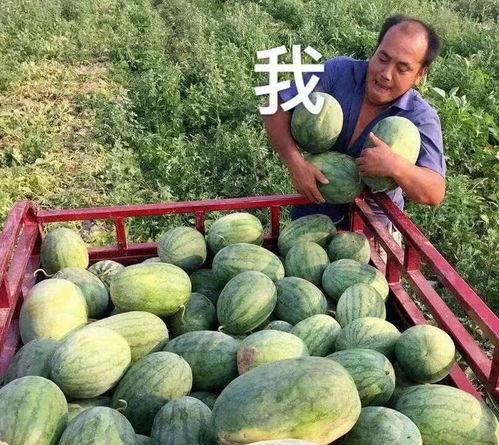 可以吃娱乐圈的瓜吗,揭秘明星幕后故事