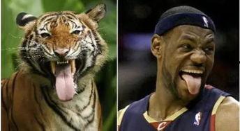 虎虎爱娱乐吃瓜,揭秘娱乐圈那些吃瓜背后的故事