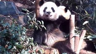 虎虎爱娱乐吃瓜,揭秘娱乐圈那些吃瓜背后的故事