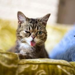 娱乐吃瓜酱猫咪,娱乐吃瓜酱猫咪的趣味日常